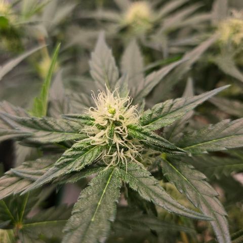 Unkown  growlog timeline photo
