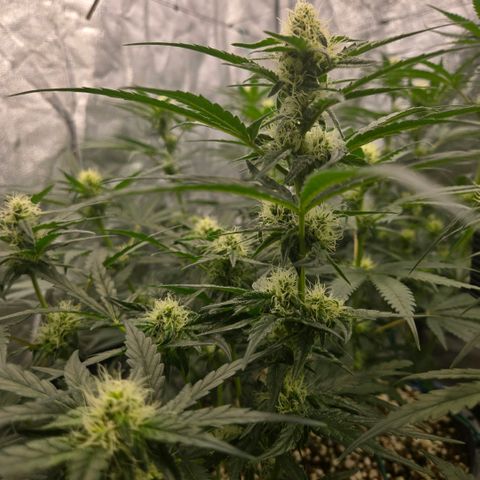 Unkown  growlog timeline photo