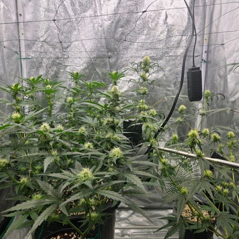 Unkown  growlog timeline photo