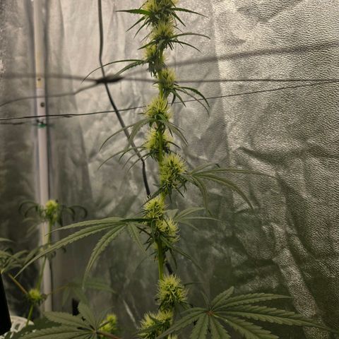 Unkown  growlog timeline photo