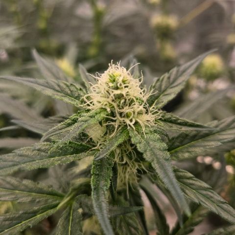 Unkown  growlog timeline photo