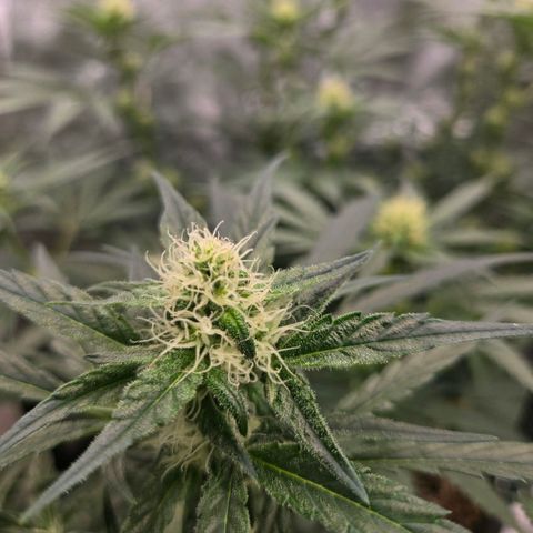 Unkown  growlog timeline photo