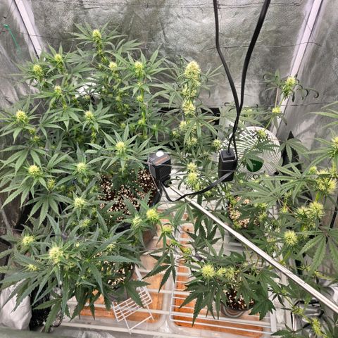 Unkown  growlog timeline photo