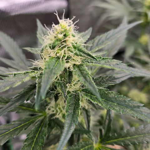 Unkown  growlog timeline photo