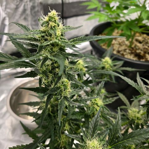 Unkown  growlog timeline photo
