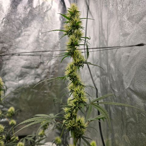 Unkown  growlog timeline photo