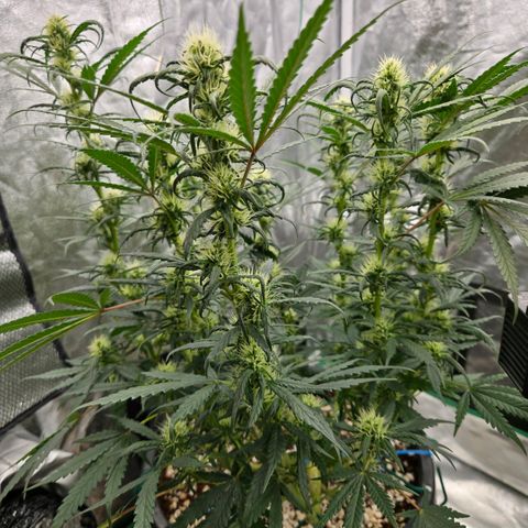 Unkown  growlog timeline photo