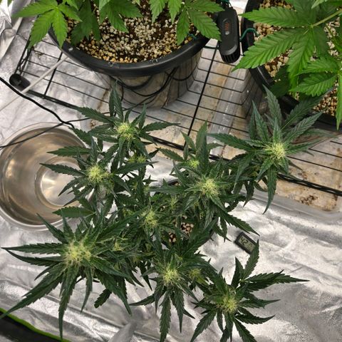 Unkown  growlog timeline photo