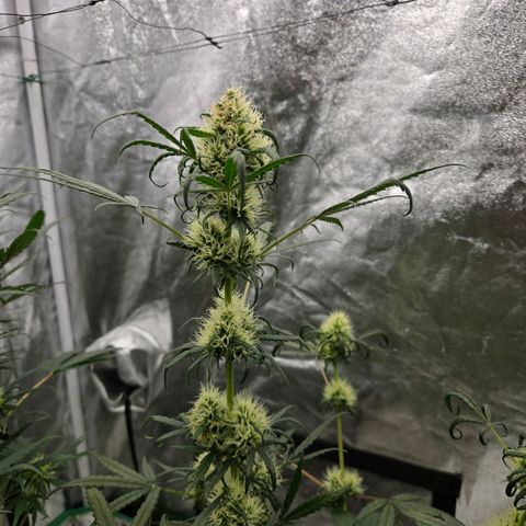 Unkown  growlog timeline photo
