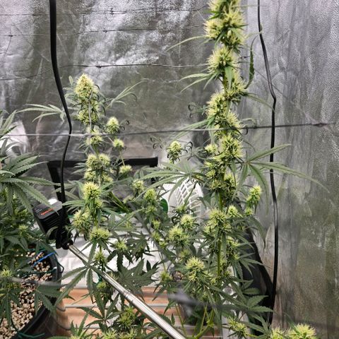 Unkown  growlog timeline photo