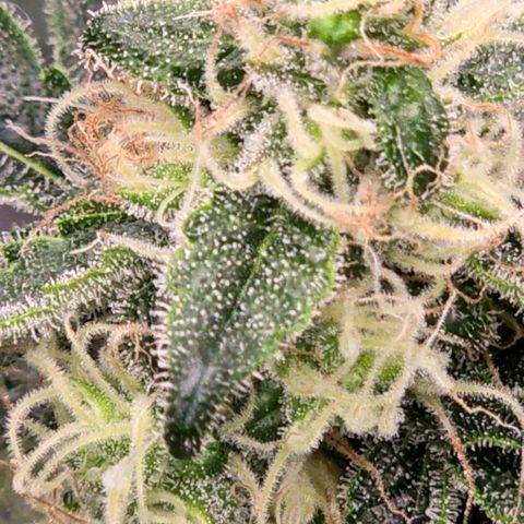 Unkown  growlog timeline photo