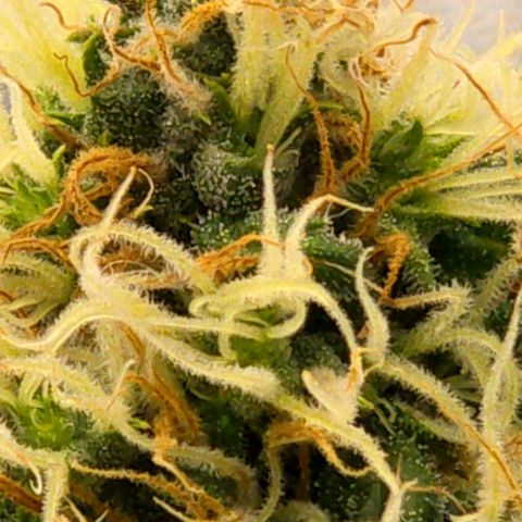 Unkown  growlog timeline photo
