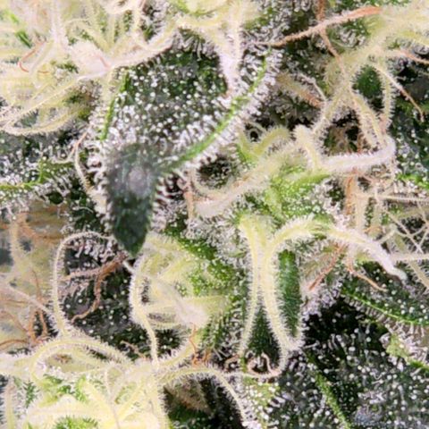 Unkown  growlog timeline photo