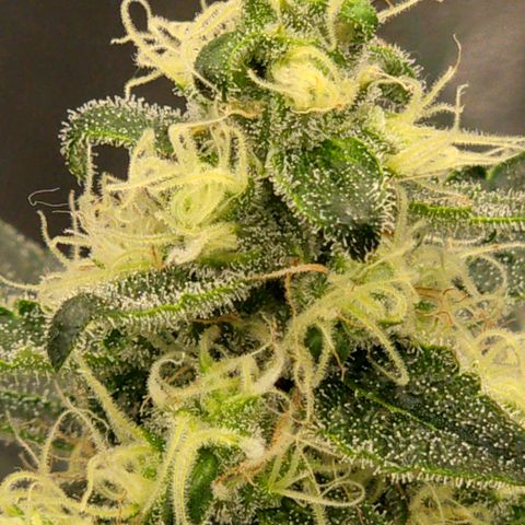 Unkown  growlog timeline photo