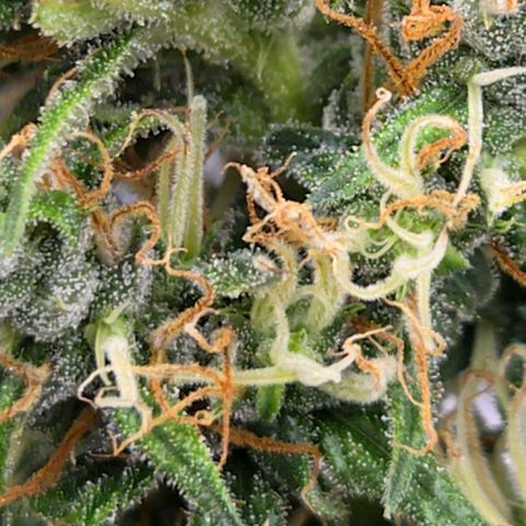 Unkown  growlog timeline photo