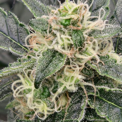 Unkown  growlog timeline photo