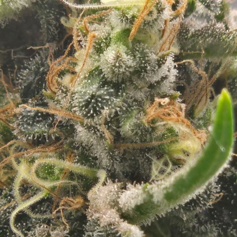 Unkown  growlog timeline photo