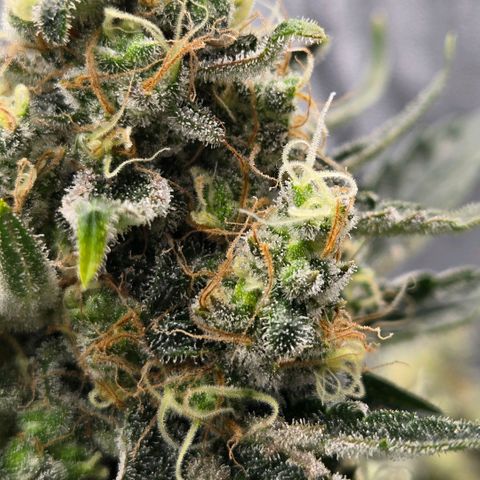 Unkown  growlog timeline photo