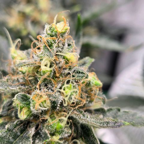 Unkown  growlog timeline photo