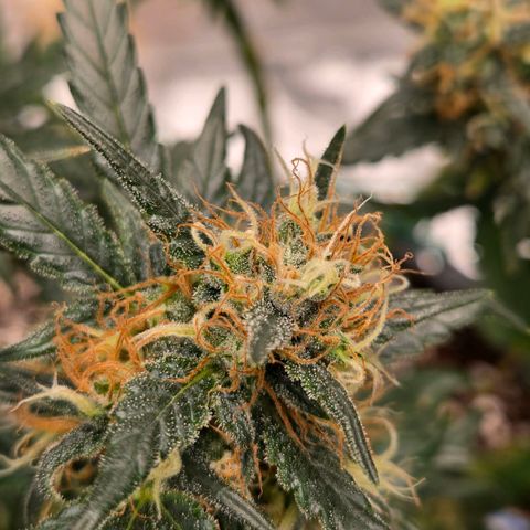 Unkown  growlog timeline photo