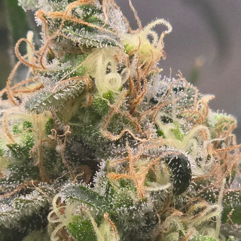 Unkown  growlog timeline photo