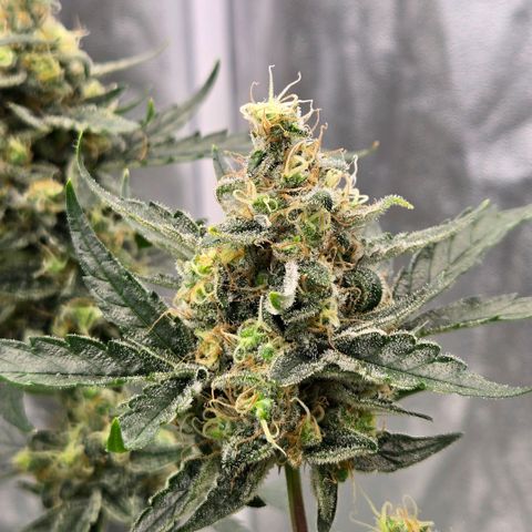 Unkown  growlog timeline photo
