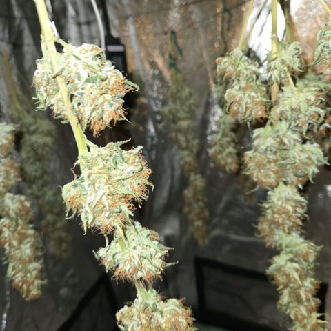 Unkown  growlog photo: Day 5 drying roughly another 5 days to go 