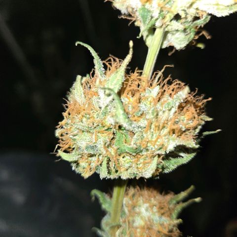 Unkown  growlog photo: Day 5 drying roughly another 5 days to go 