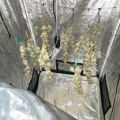 Unkown  growlog photo: Day 5 drying roughly another 5 days to go 