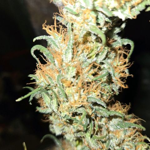 Unkown  growlog photo: Day 5 drying roughly another 5 days to go 