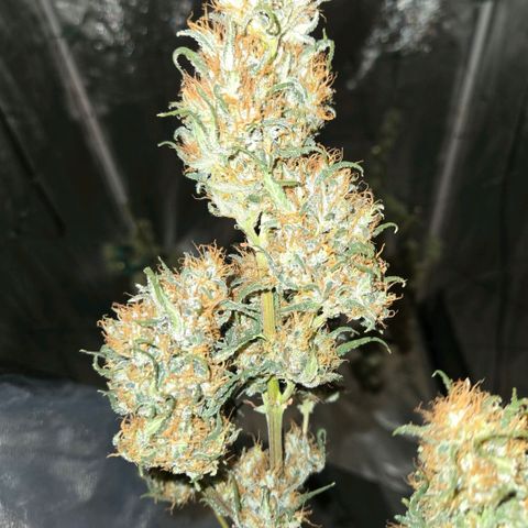 Unkown  growlog photo: Day 5 drying roughly another 5 days to go 