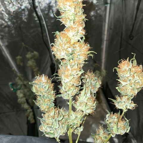 Unkown  growlog photo: Day 5 drying roughly another 5 days to go 