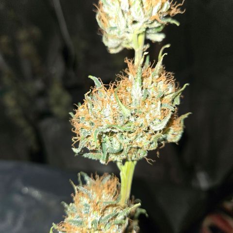 Unkown  growlog photo: Day 5 drying roughly another 5 days to go 