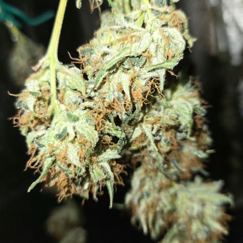 Unkown  growlog photo: Day 5 drying roughly another 5 days to go 