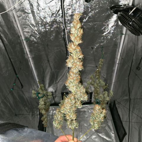 Unkown  growlog photo: Day 5 drying roughly another 5 days to go 