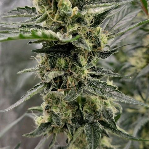 Unkown  growlog photo: One of the small plant running in tent pic of pre harvest then pic of nugs pre cure