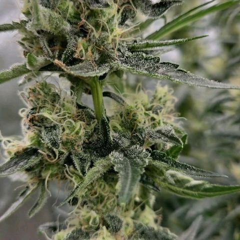 Unkown  growlog photo: One of the small plant running in tent pic of pre harvest then pic of nugs pre cure