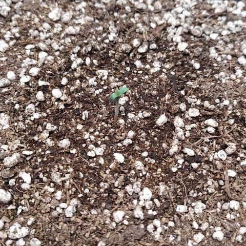 Zkittlez #3 growlog photo: Segunda en nacer