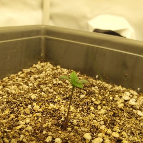 Zkittlez #3 growlog timeline photo