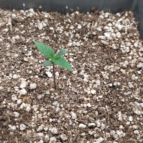 Zkittlez #3 growlog timeline photo