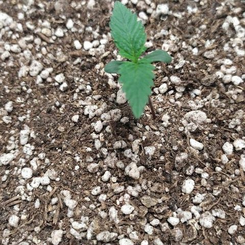 Zkittlez #3 growlog timeline photo