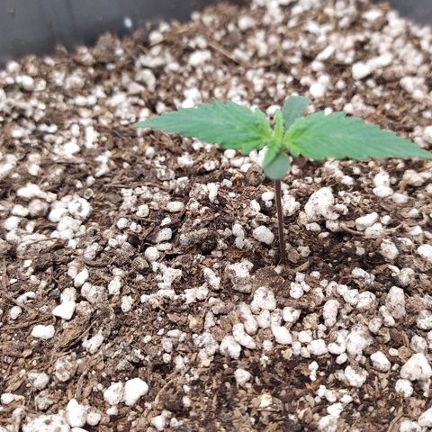 Zkittlez #3 growlog timeline photo