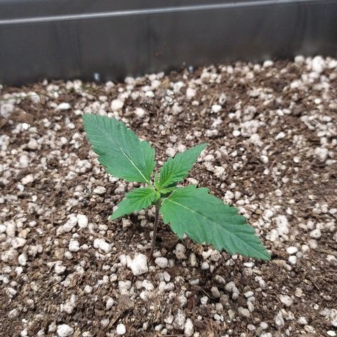Zkittlez #3 growlog timeline photo