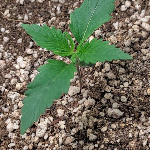 Zkittlez #3 growlog timeline photo