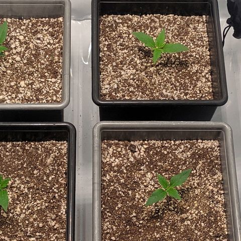 Zkittlez #3 growlog timeline photo