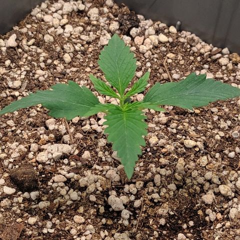 Zkittlez #3 growlog timeline photo