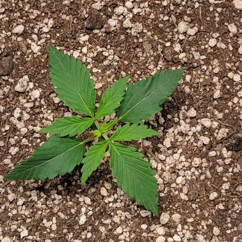 Zkittlez #3 growlog photo: 11am