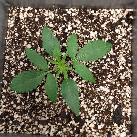 Zkittlez #3 growlog timeline photo
