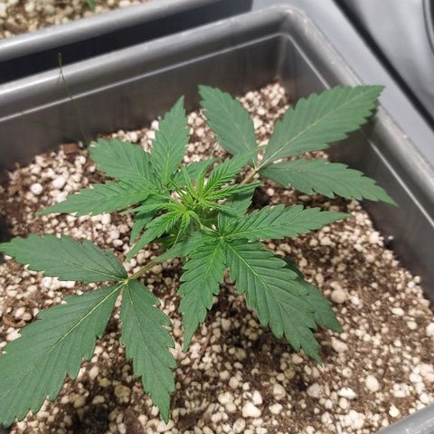 Zkittlez #3 growlog timeline photo