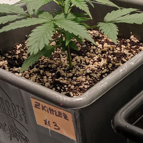 Zkittlez #3 growlog photo: Peor ejemplar, planta bastante mas baja y menos desarollada que el resto